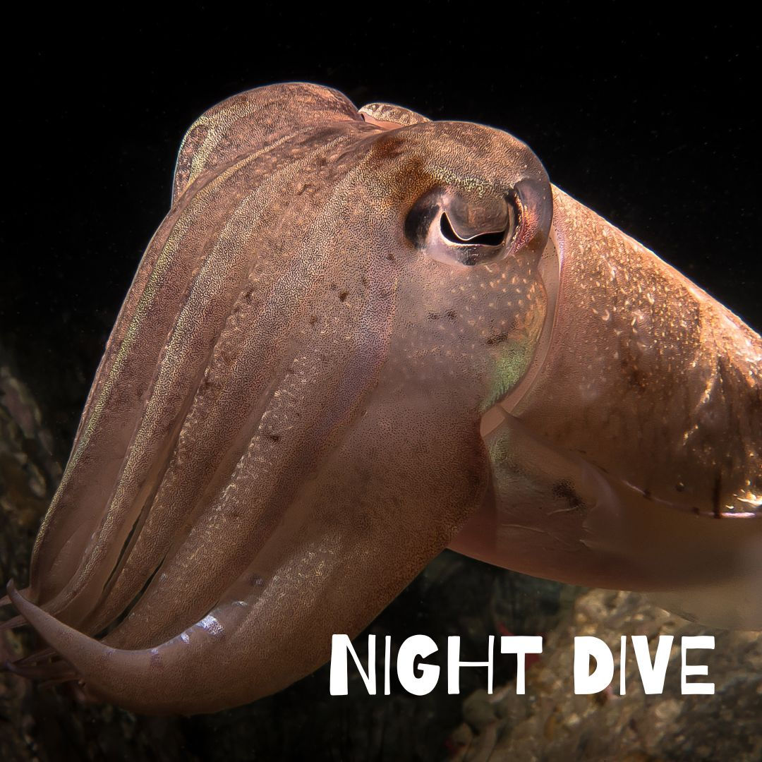 NIGHT DIVE
