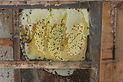 guardian pest control nny, Honey Bee hive