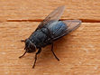 Guardian Pest Control NNY Jefferson County Exterminator