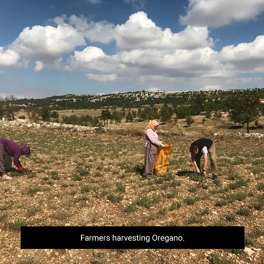 Thumbnail: 281-Bulk Oregano Leaf, Mediterranean, Organic