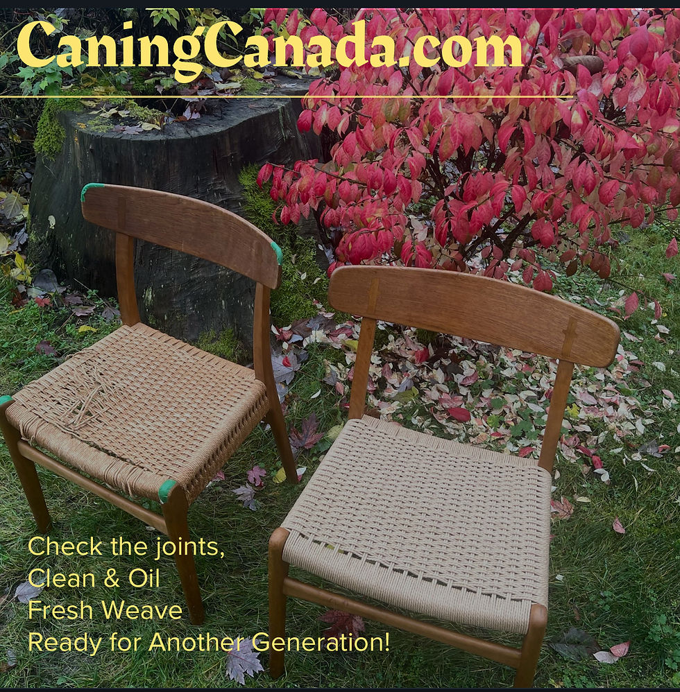 Two Hans Wegner Dining Chairs: one beautifully restored with fresh weaving, and another in need of care, set against a vibrant autumn backdrop.
