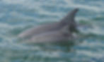 zetta possibly a mum in 2013