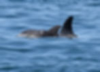 Bliss born to Brandon (male)