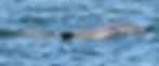 River's calf Bilya