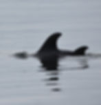 Bowie's new calf Genie seen 6 March 2021