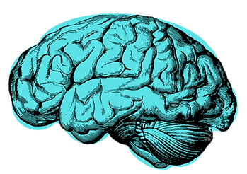 Cerveau
