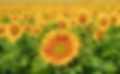Vibrant sunflower field under a clear blue sky, focused on one large sunflower in the foreground. Bright yellow petals and green leaves.