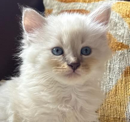 Fluffy white kitten with blue eyes sitting on a striped orange-and-white pillow indoors, looking calmly at the camera.