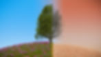 A tree divides two landscapes: left, lush with flowers under a blue sky; right, barren and dry under a red sky, symbolizing contrast.