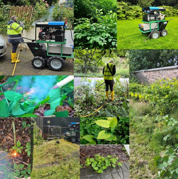 The image is a collage showing various stages of Japanese knotweed removal using a specialized machine and herbicide.
