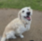 Golden retriever sitting on gravel, smiling with tongue out. Background shows green grass. Bright and cheerful mood.