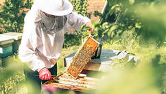 The Bee Crisis Is Happening Now, and It Affects Us All