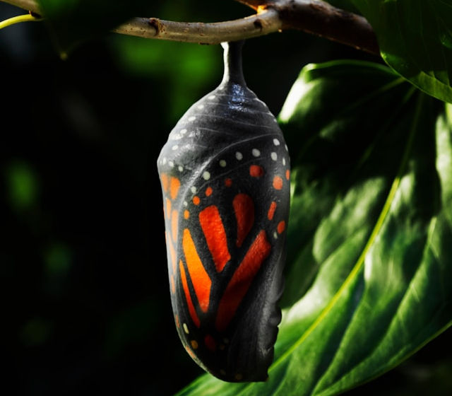 A monarch butterfly chrysalis hangs on a branch with vivid orange and black patterns. Green leaves in the background add contrast.