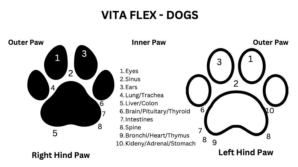 Diagram titled "Vita Flex - Dogs" shows labeled regions on dog paw prints for eyes, sinus, ears, and organs. Black and white design.