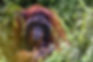 Updates and an Upgrade of an Unapologetic Ape-ologist