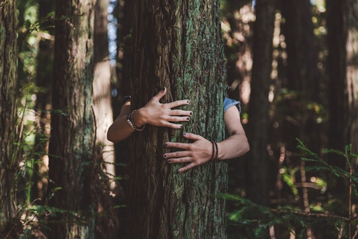 A person hugging a large tree trunk in a forest, with only their arms visible, surrounded by tall trees and greenery.
