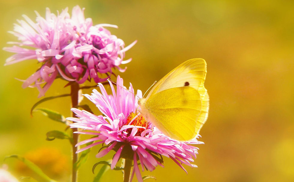 Yellow butterfly on pink wildflowers against a soft golden background.