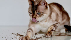 How Bringing Nature Inside Enhances Feline Enrichment for the Indoor Cat