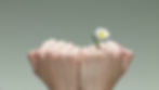 Fists side by side, a white daisy sprouting from one. Green background, bright and calm mood.