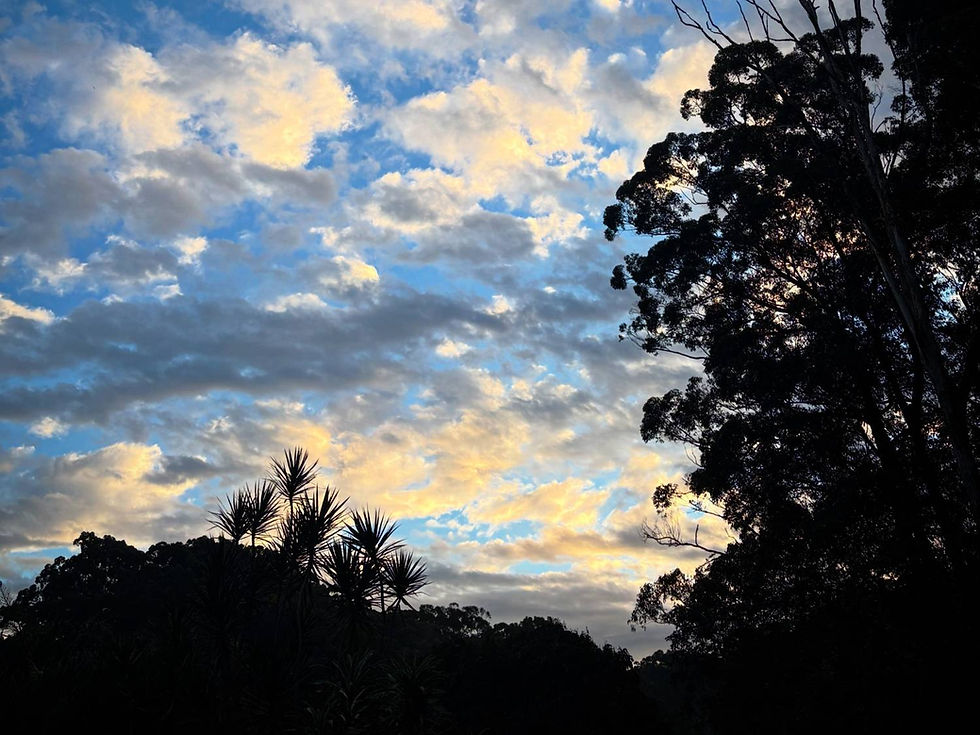 Silhouetted trees and plants against a blue sky adorned with fluffy clouds tinged with orange and yellow hues, creating a serene evening mood.