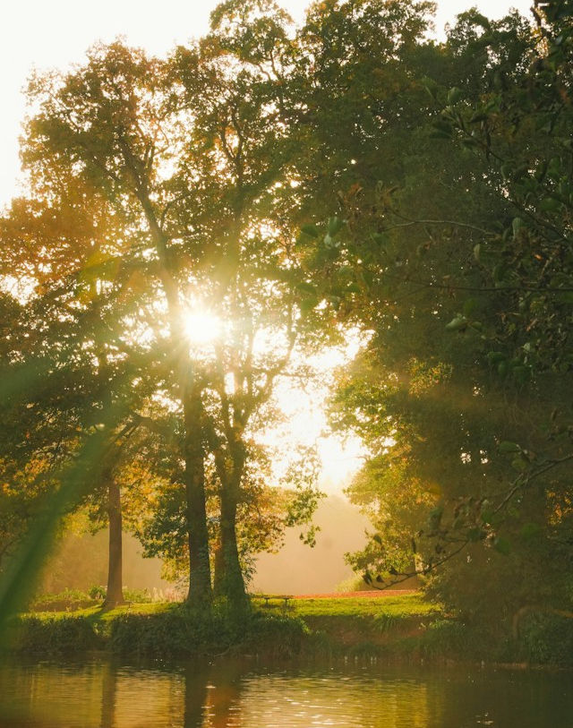 Sunlight streams through tall trees by a calm river, casting a golden glow across the wooded bank.