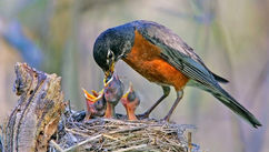 What the Robins Taught Me About Survival