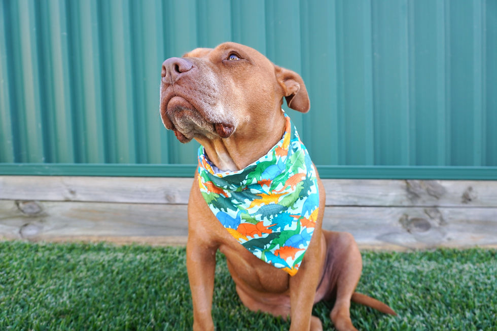 Thumbnail: Dino/Jurassic Reversible Dog Bandana