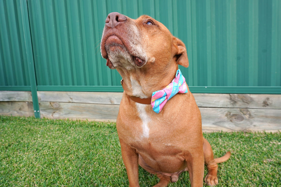 Thumbnail: Deluxe Bow-Tie - Suns Out Tongues Out
