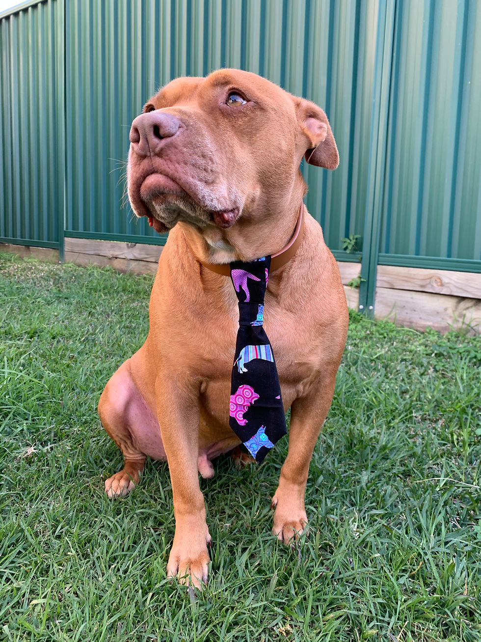 Thumbnail: Hound Dawg - Ties