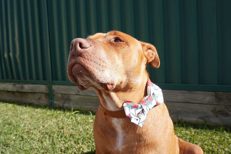 Thumbnail: Deluxe Bow-Tie - Player