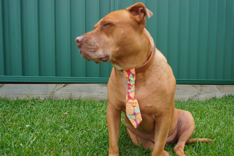 Thumbnail: Slice of Orange - Ties