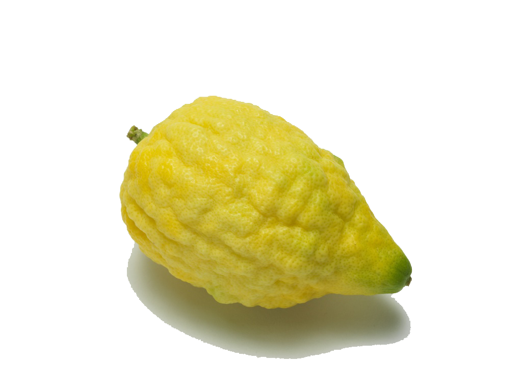 Etrog - Citrus Fruit