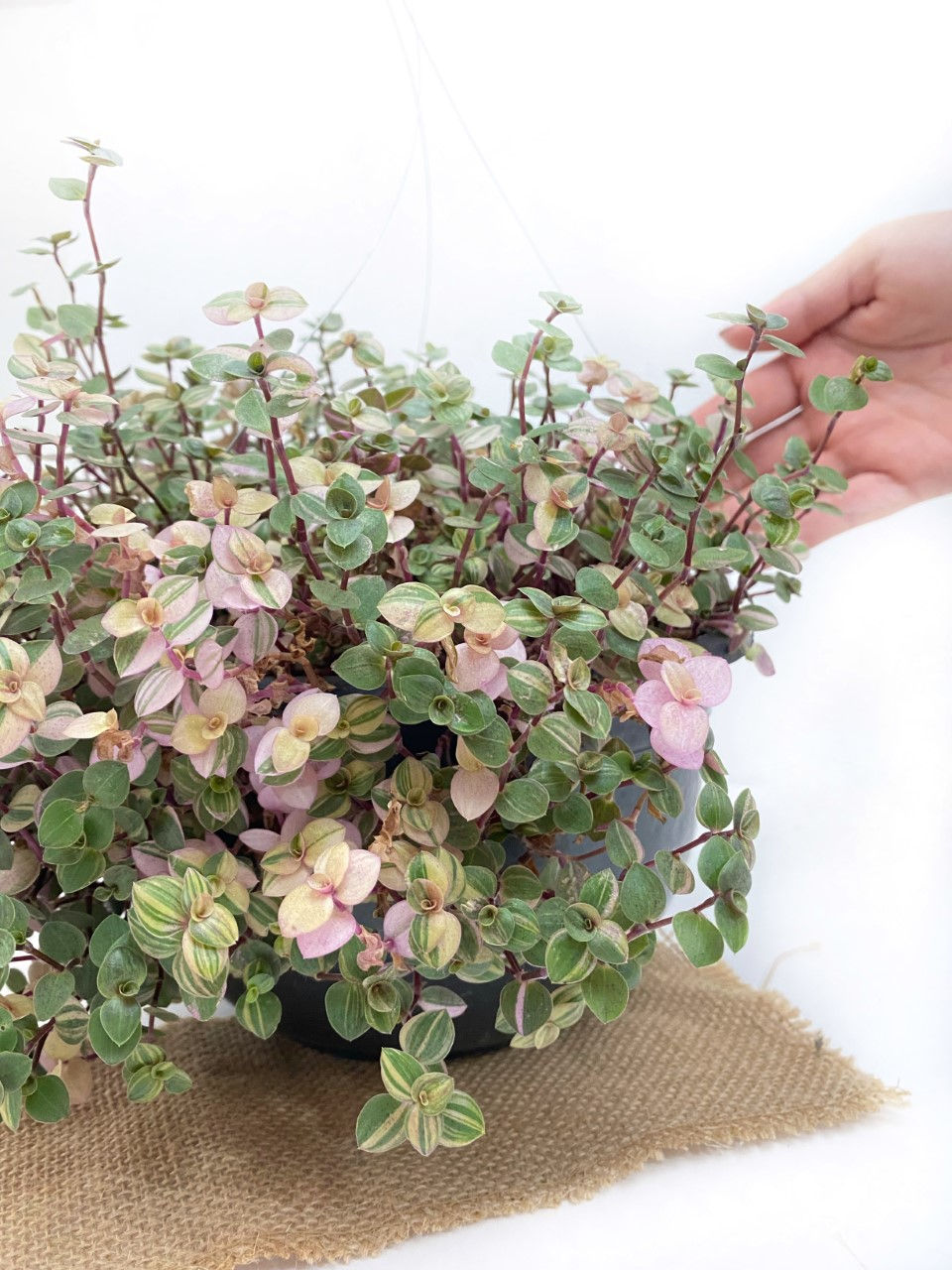 Miniatura: Oreja de ratón