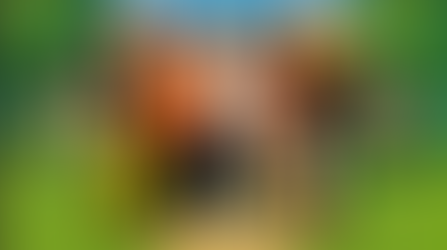 Wonkybot Entertainment Launches Animation Division With First Adult Animated Comedy Series, "The Swines"