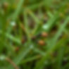 insects in grass after rain.jpg