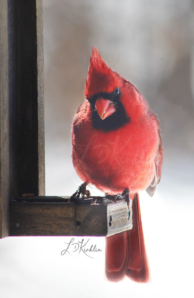 Cardinal Conversation
