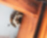wasp home at home_edited.jpg