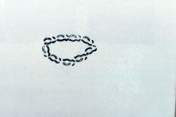 LetterDrawing "g" date 8x10"
