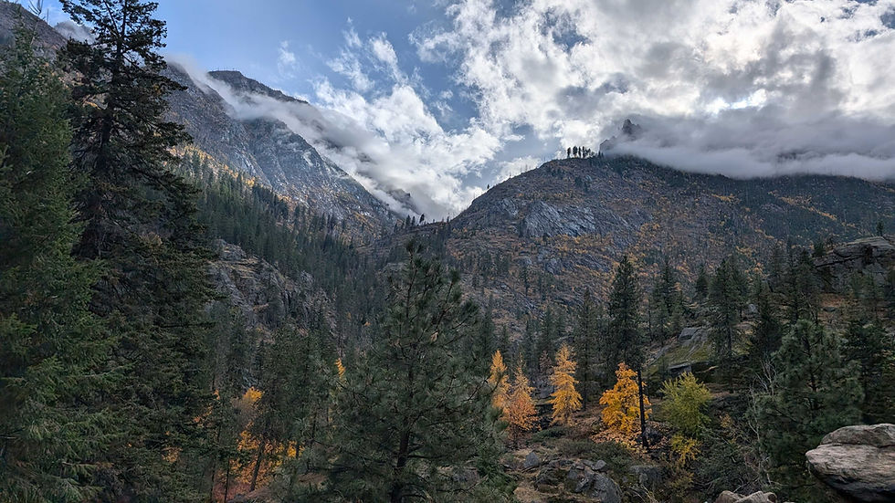 Larches in full color on the moutain-side.