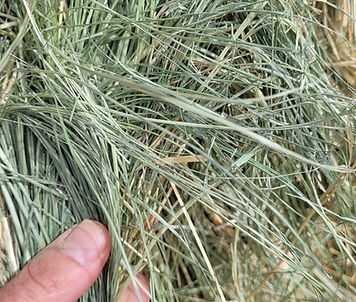 teff large square.jpg