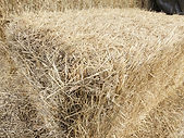2 Star Hay_edited.jpg