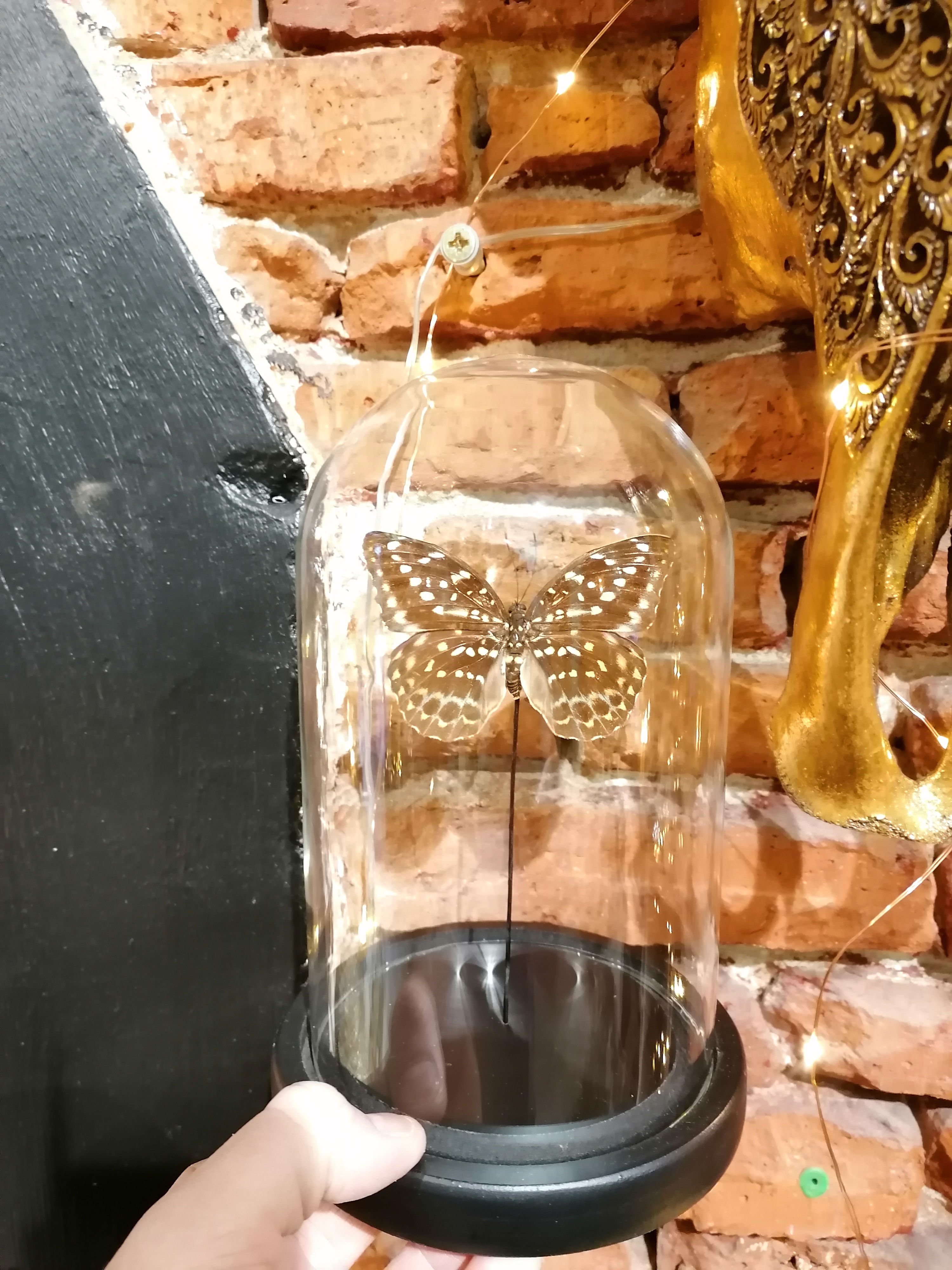 Papillons naturalisé 