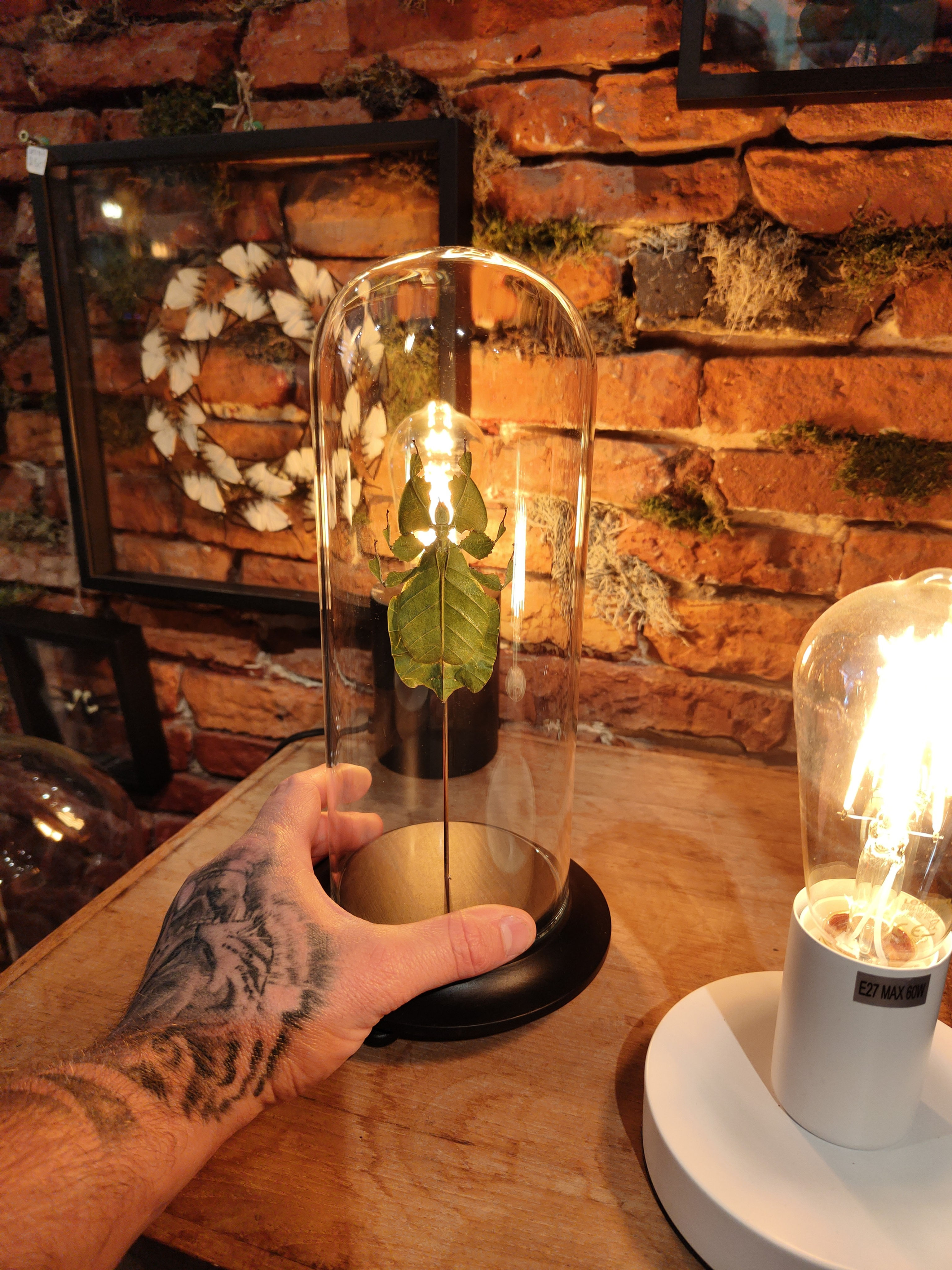 Phyllium pulchrifolium Vert