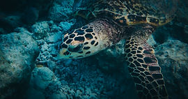 Tortue marine au-dessus d’un récif aux Maldives