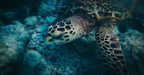 Tortue marine au-dessus d’un récif aux Maldives