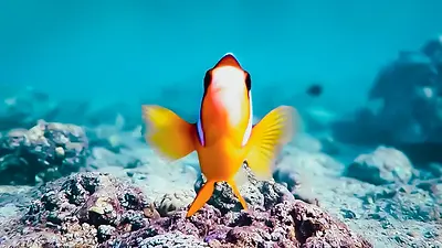 Poisson-clown dans les récifs coralliens de la mer Rouge en Égypte