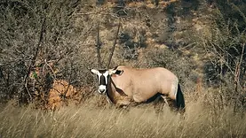 Oryx dans les paysages secs d’Okonjima en Namibie