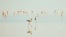 Flamants roses sur le lac Natron en Tanzanie dans une lumière douce sur les eaux peu profondes.