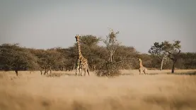 Girafe adulte et jeune girafe dans les paysages d’Okonjima en Namibie