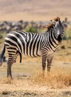 Zèbre dans le cratère du Ngorongoro en Tanzanie